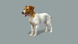 Dog jack, dog, pet, russell, terrier, animal, jackrussell, noai