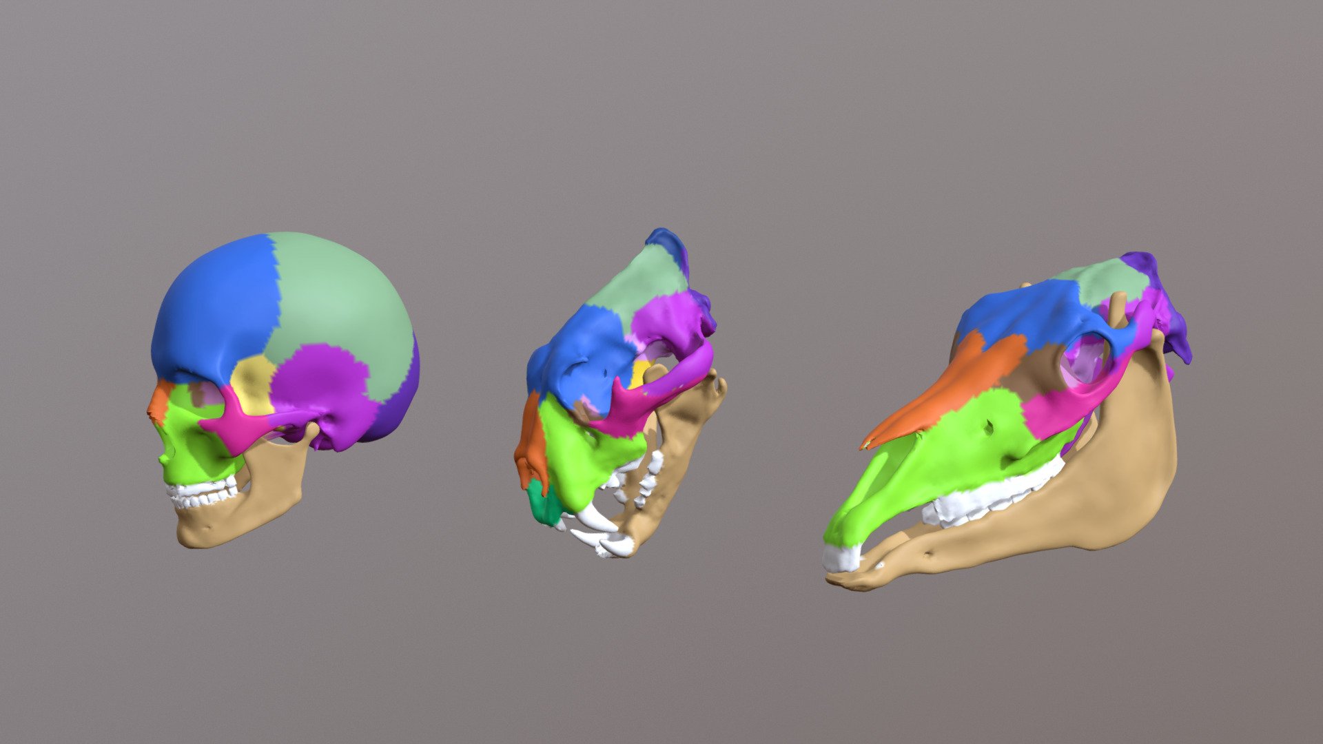 3d comparative study of the bone structure of a human, a tiger and horse skull 3d model