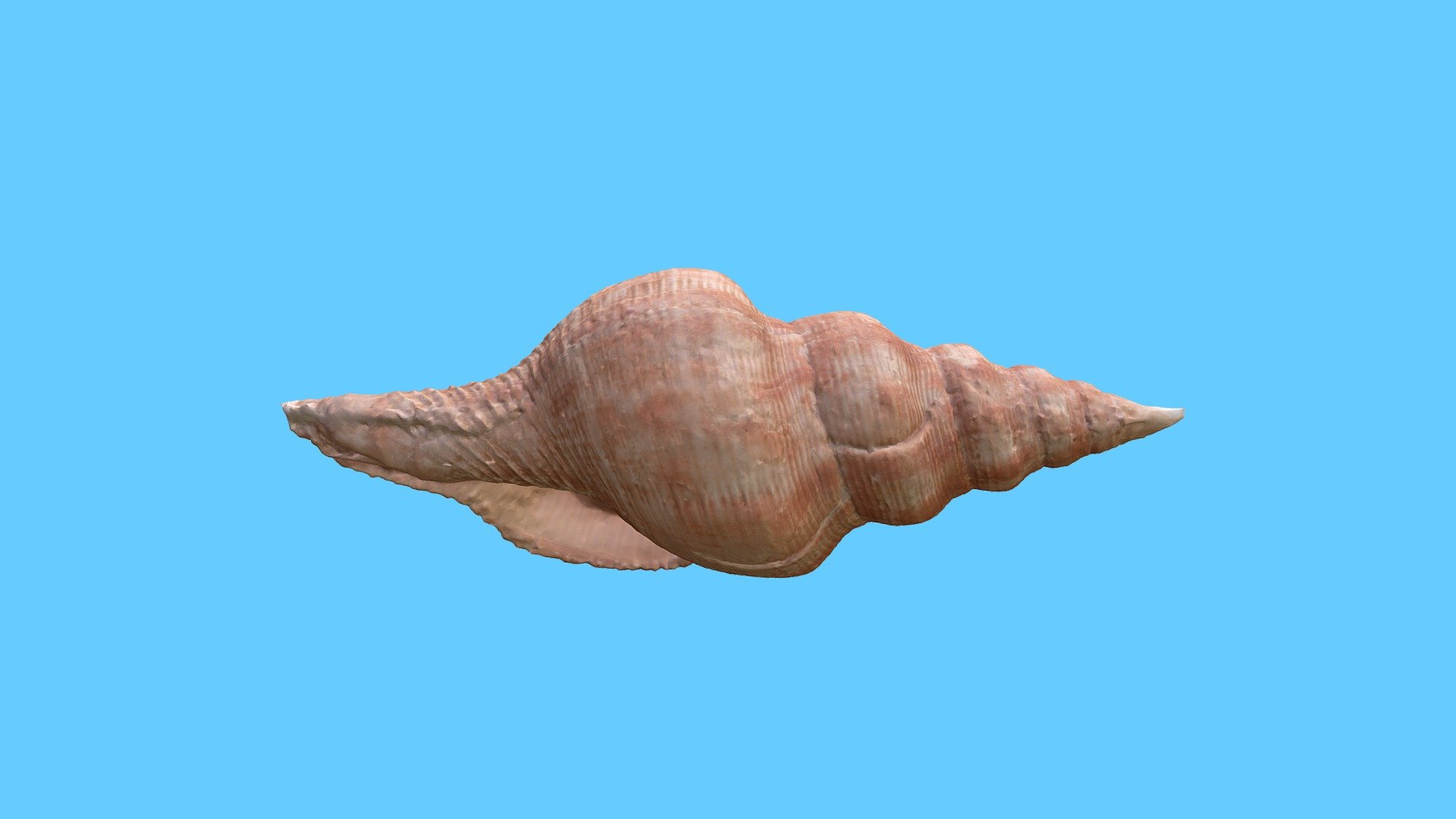 A member of the family Facsiolariidae, the spindle snails.

Image references from the Grand Rapids Public Museum can be found here.

Made by Angelina Hamilton | 
tinyham.com - Mollusk Shell - Buy Royalty Free 3D model by Grand Rapids Public Museum (@grpm) 3d model