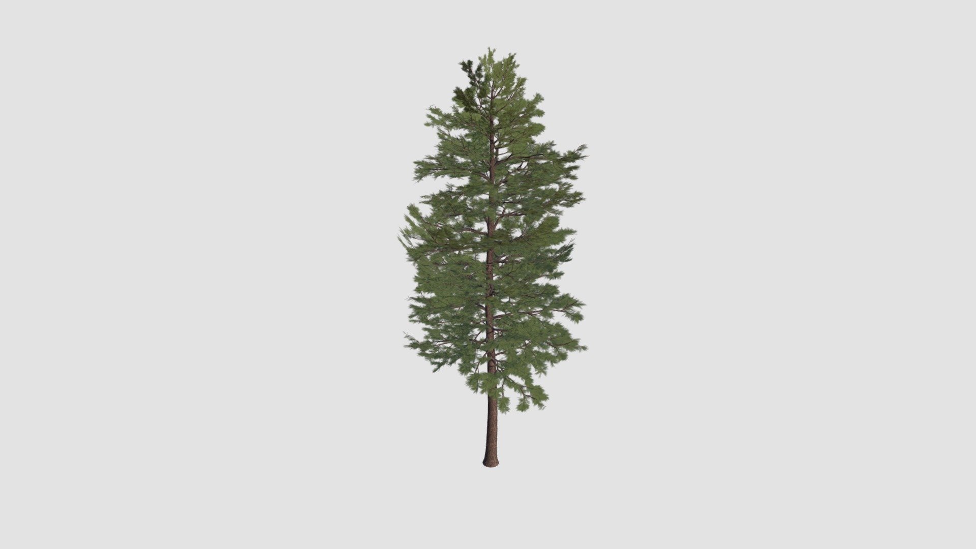 Pinus sylvestris. High detailed model of plant with all textures, shaders and materials. It is ready to use, just put it into your scene 3d model