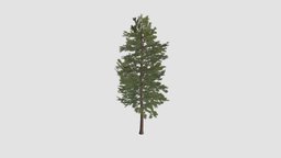 Pinus sylvestris Plant