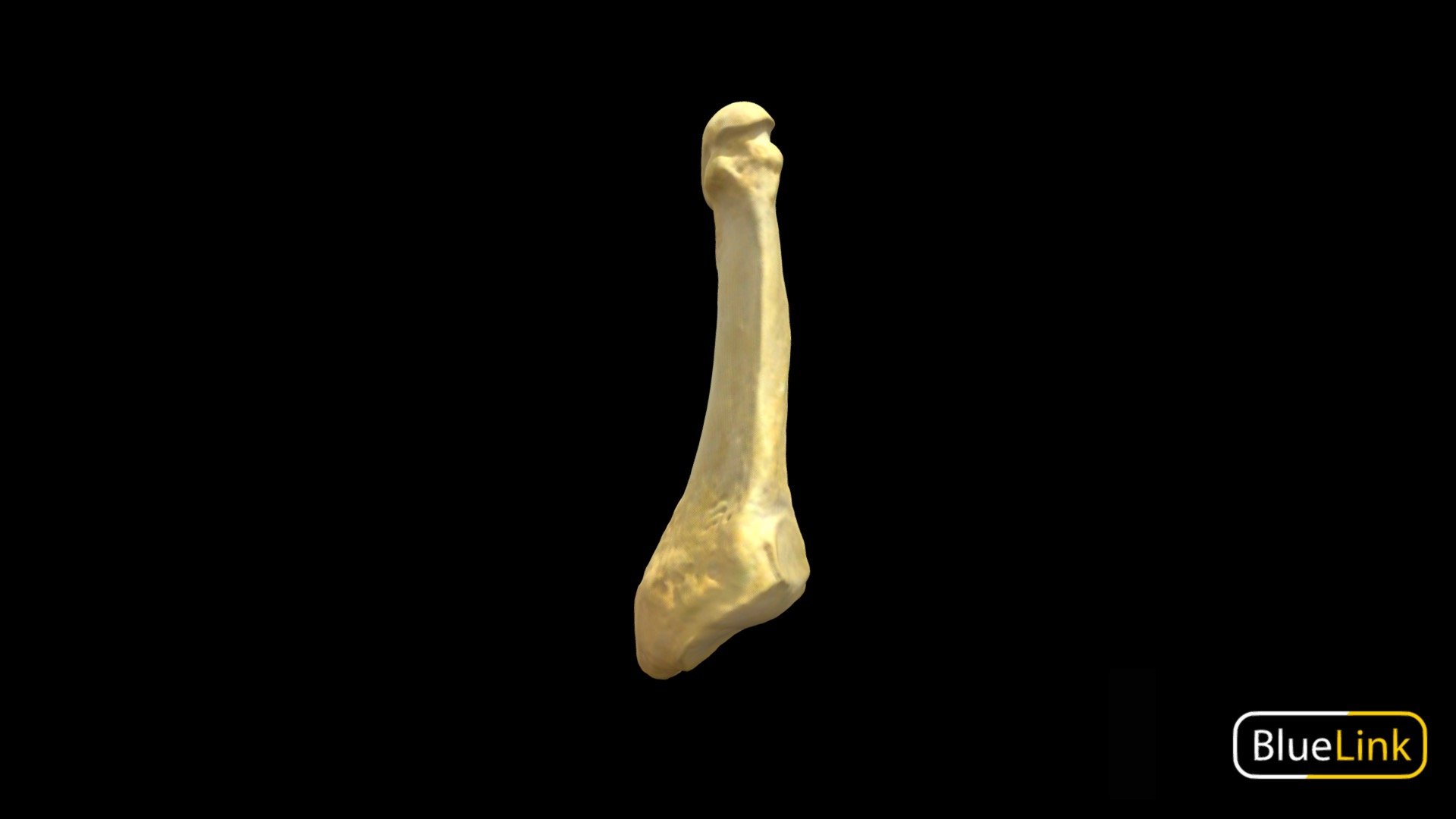 3D scan of the fifth metatarsal of the left foot

Captured with Einscan Pro

Captured and edited by: Madelyn Murphy

Copyright2019 BK Alsup &amp; GM Fox - Metatarsal 5 - Left, Unlabeled - 3D model by Bluelink Anatomy - University of Michigan (@bluelinkanatomy) 3d model