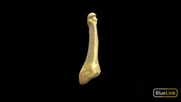 Metatarsal 5 skeleton, anatomy, metatarsal, university-of-michigan, bones, bluelink