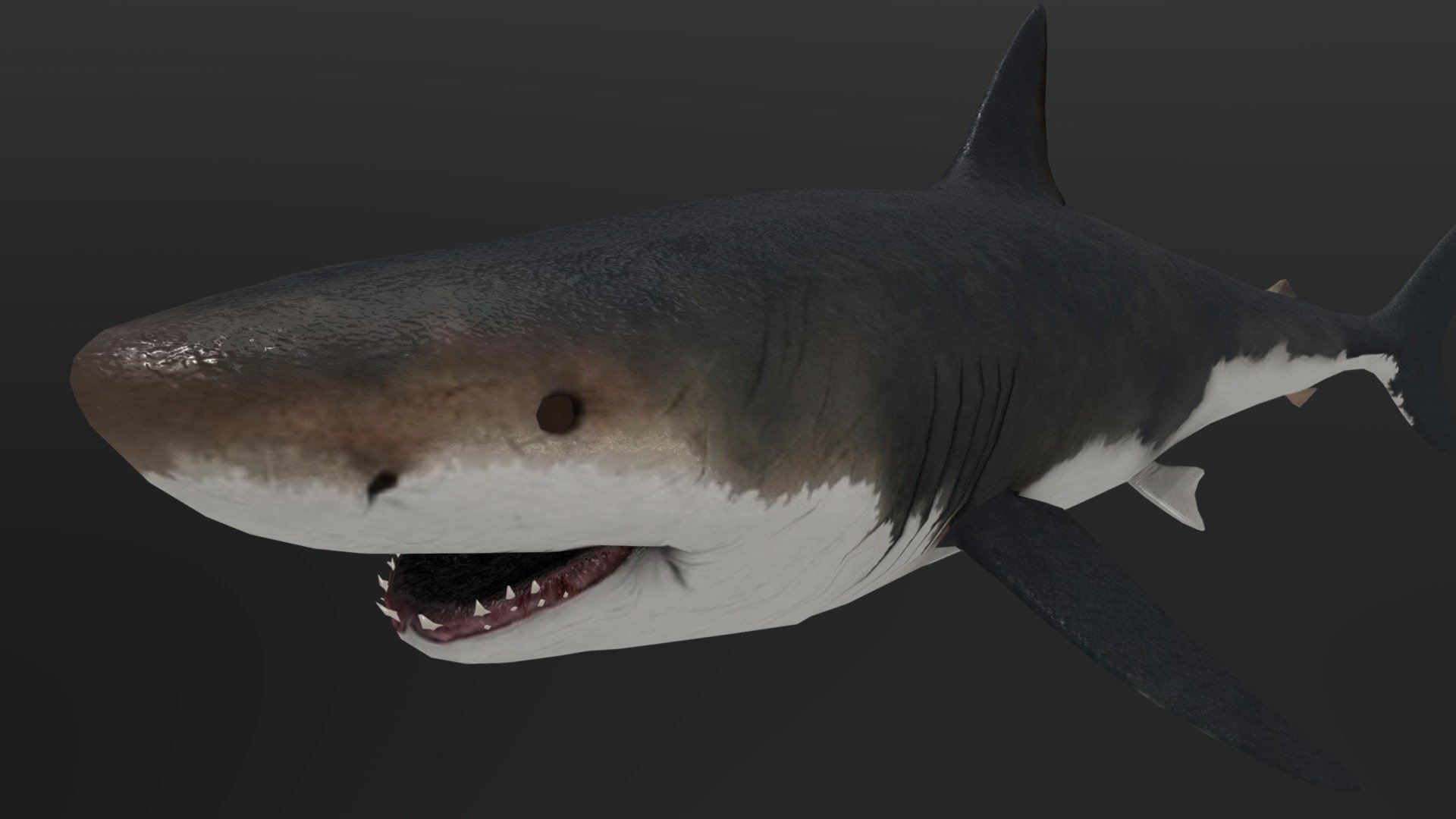 This is the animated version of my previous megalodon model. This is free to download, and go ahead and use this model for anything you want! Have fun! - Otodus Megalodon - Download Free 3D model by CanYuTsai (@canyutsai1) 3d model