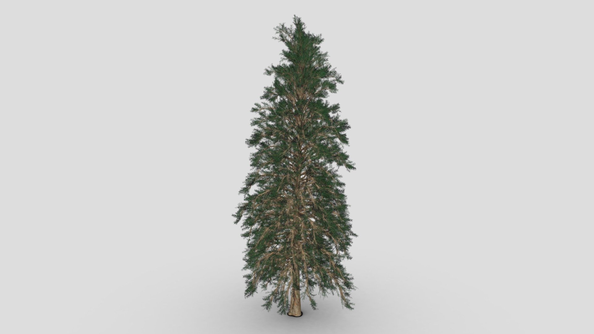 A pine is any conifer in the genus Pinus of the family Pinaceae. Pinus is the sole genus in the subfamily Pinoideae. The Plant List compiled by the Royal Botanic Gardens, Kew and Missouri Botanical Garden accepts 126 species names of pines as current, together with 35 unresolved species and many more synonyms 3d model