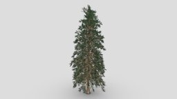 Pine Tree tree, pine, branches, pinetree, leave, palnt, leafe, palnts