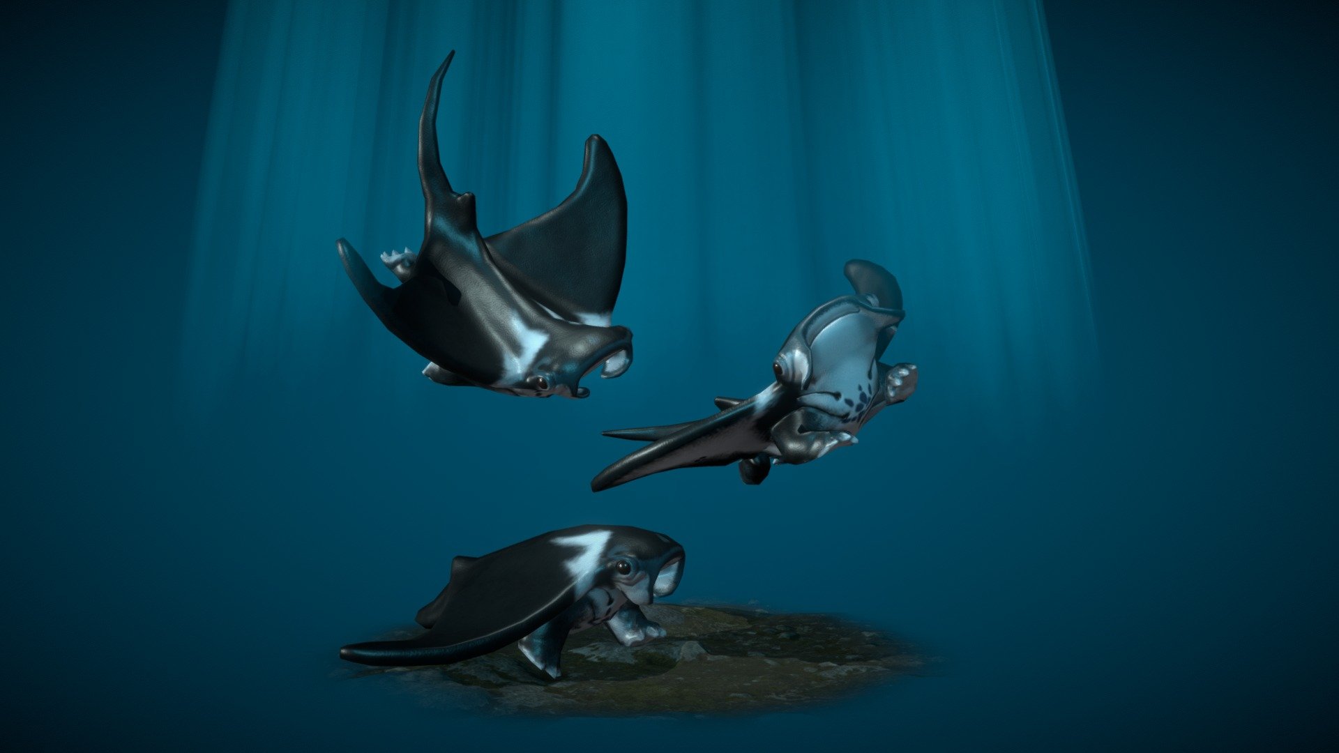 This is my submission for the #tinycreaturechallenge hosted by Jonah Lobe and Sketchfab.

Click here for the tehcnical breakdown

These are the actual true form of baby manta rays. They are able to walk on land to explore it while young before their lungs become fully developped for underwater life. As they become bigger and more majestic they return back to the open seas and they also lose their legs and become the manta rays as you know 3d model
