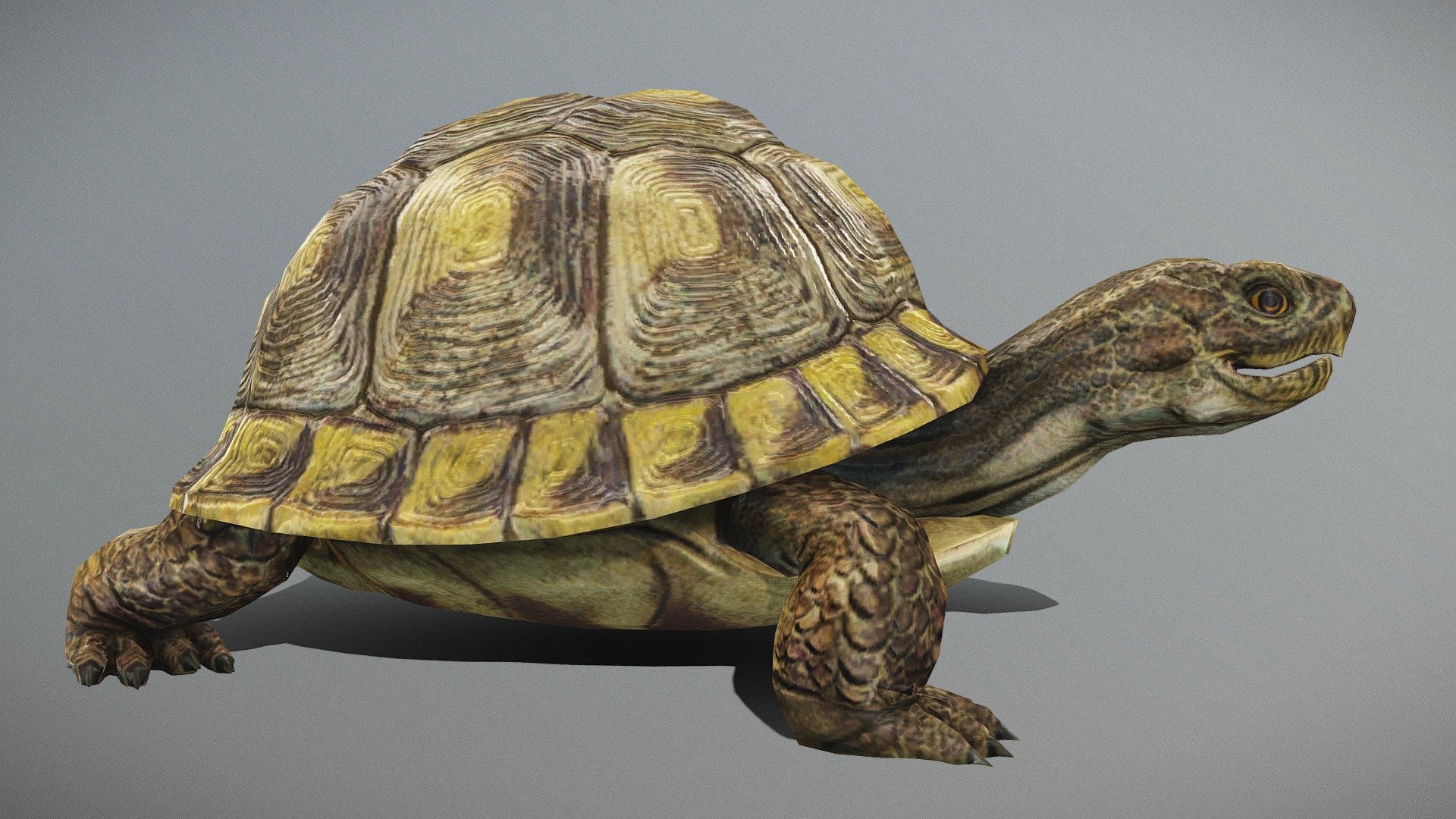 Tortoise Animated Walk-cycle
in fbx file format - Tortoise Animated Walk-cycle - Buy Royalty Free 3D model by aaokiji 3d model