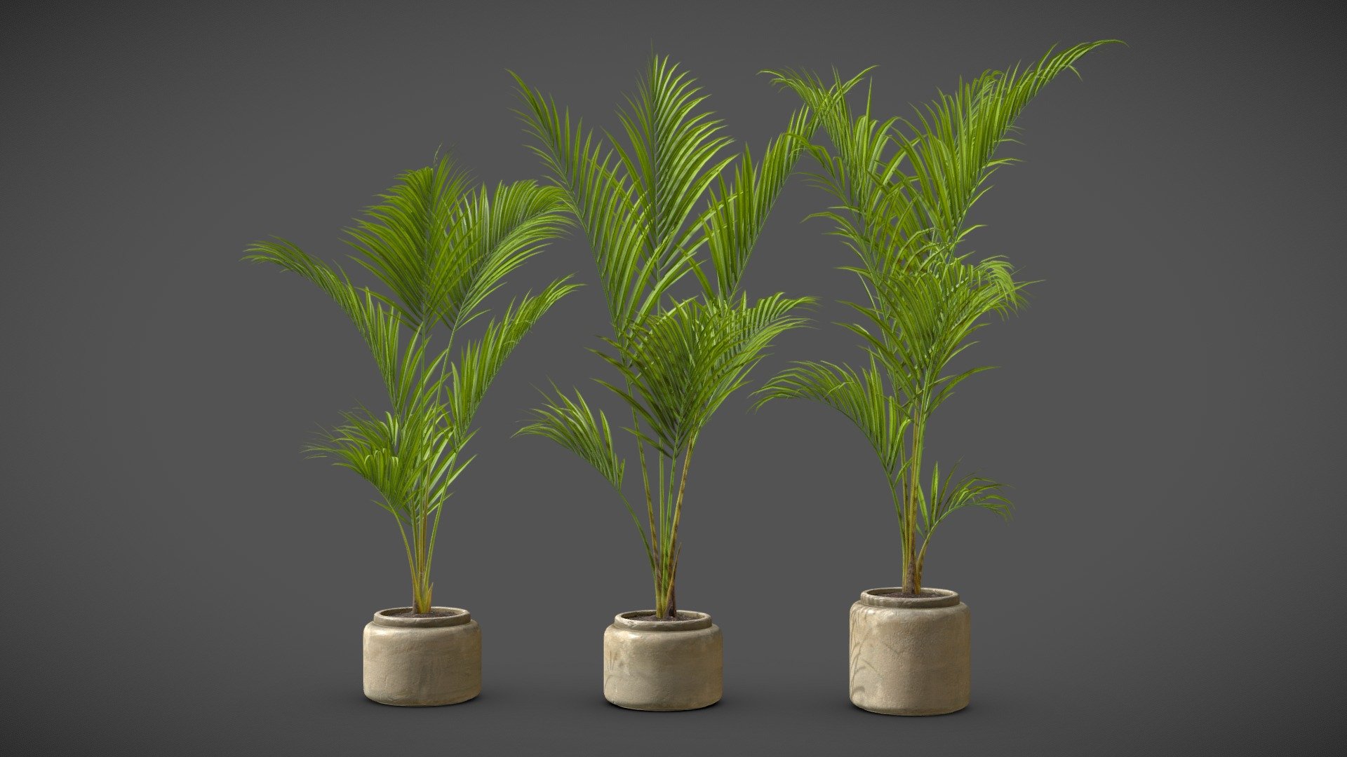 Majesty Palm (Ravenea rivularis)

Majesty palm (Ravenea rivularis) is an indoor tree with long arching green fronds atop multiple stems. Theses potted houseplants will bring tropical fair to your indoor renders. 

4k Textures


Vertices  21 504
Polygons  13 410
Triangles 26 724
 - Majesty Palm (Ravenea rivularis) - Buy Royalty Free 3D model by AllQuad 3d model