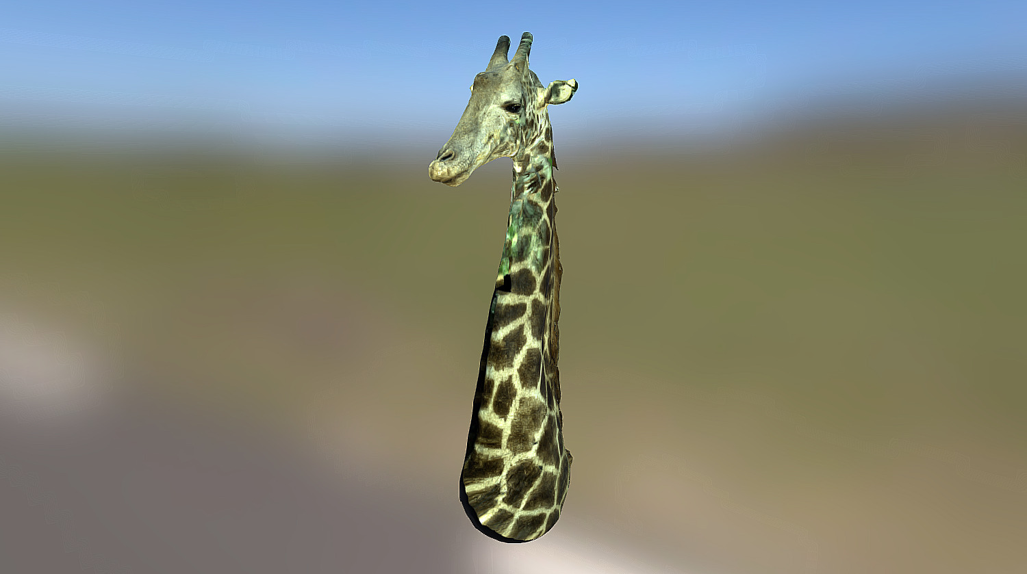 3D model of an African giraffe. This high-resolution model was scanned from the private collection of Randy Cline at Oasis Outback in Uvalde, Texas. Green discolorations and missing data in some spots resulted from leafy obstructions in the taxidermied animal display 3d model