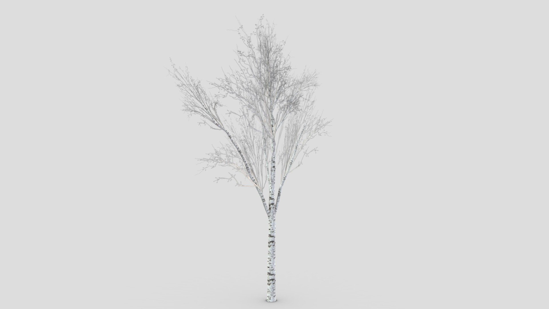 This is a 3D low poly model of a white Birch tree for your project 3d model