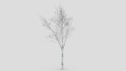 White Birch Tree-ST-38