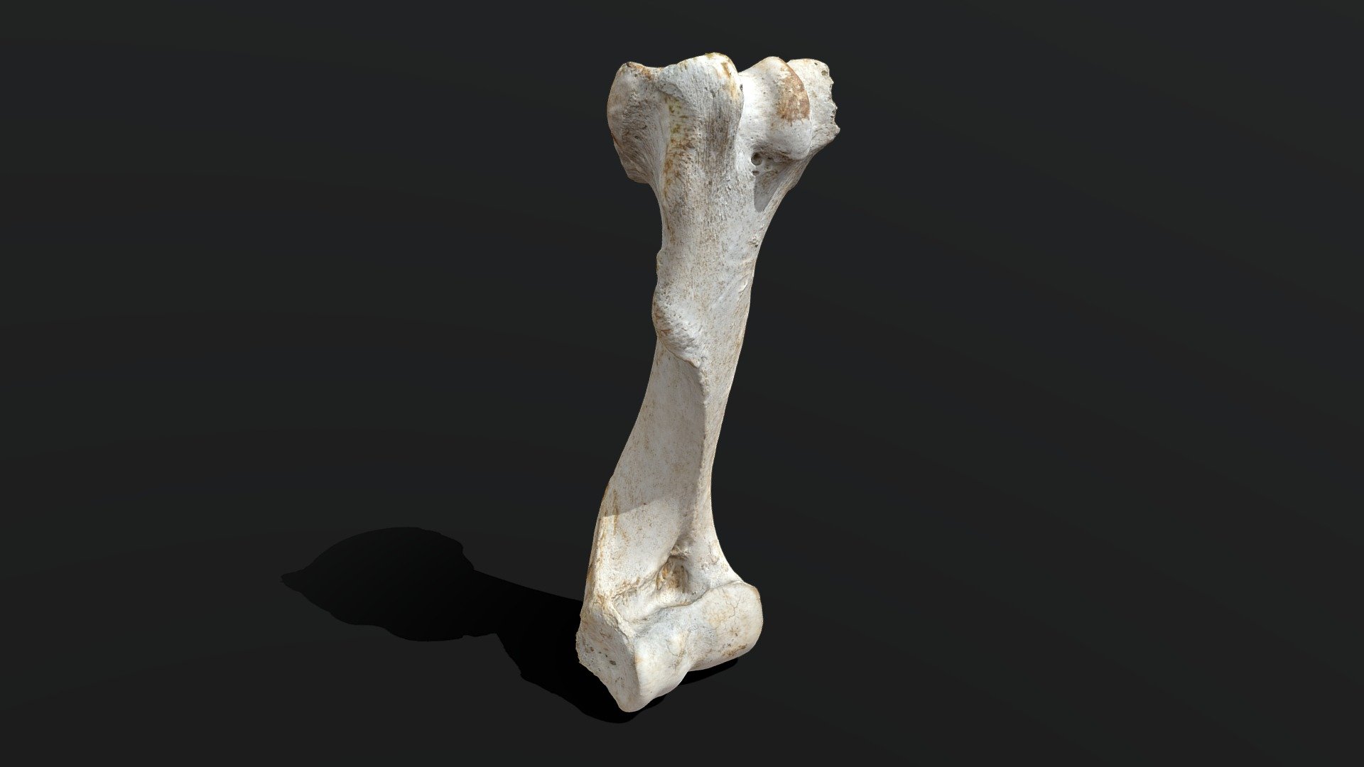 Cow Bone .::RAWscan::.

3Dscan by photogrammetry - Cow Bone .::RAWscan:: 3d model