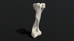 Cow Bone .::RAWscan::. cow, bone, photogrammetry, low, poly, 3dscan