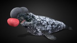 Klappmyss (Cystophora Cristata) mammal, seal, atlantic, swim, sealife, ball, phocid, narth, oon