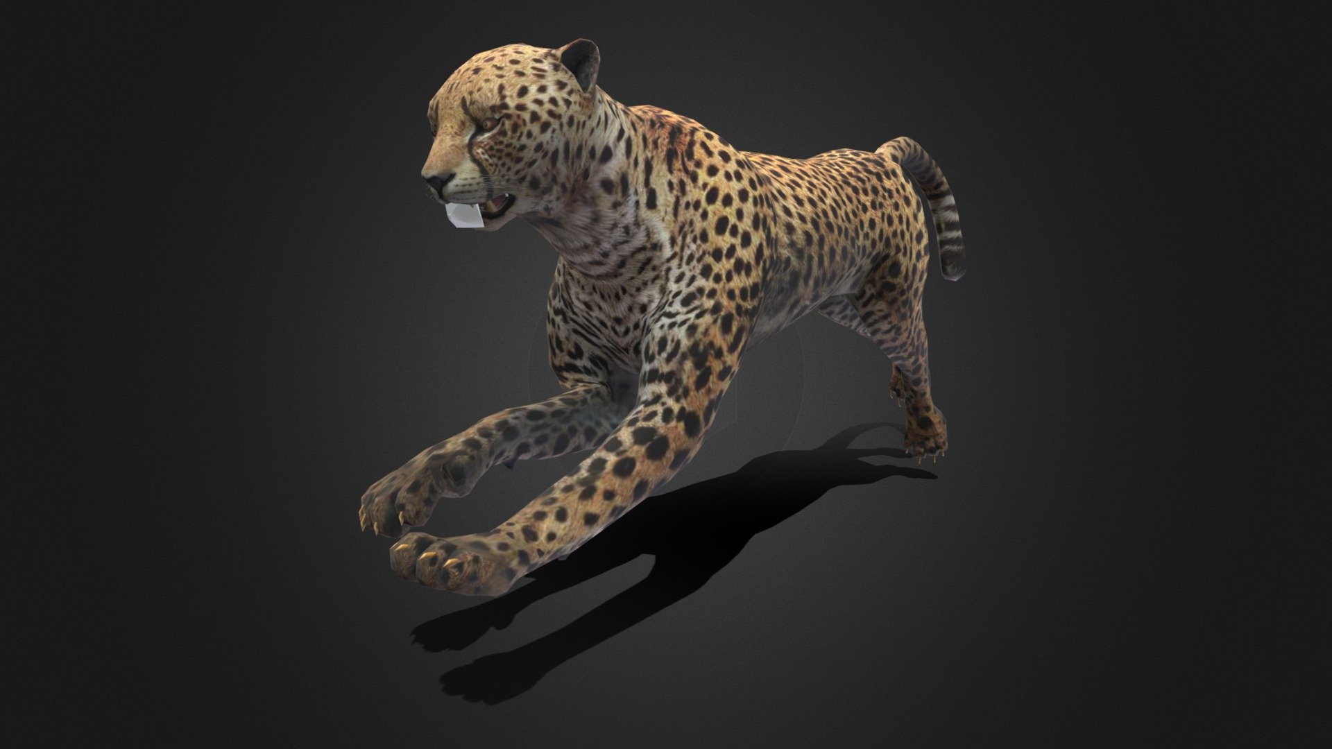 Cheetah Model has Rigged and animated. The scene includes original mesh

SOFTWARE

3dsMax 2017 - Standard &amp; Vray Maya 2017 - Maya Software &amp; Arnold Blender FBX OBJ (Geometry, UV's) TEXTURES / SHADERS

4K textures 3dsMax - Standard &amp; Vray Maya - Maya Software &amp; Arnold Blender Standard

Comes with a Diffuse map, normal and specular 3d model