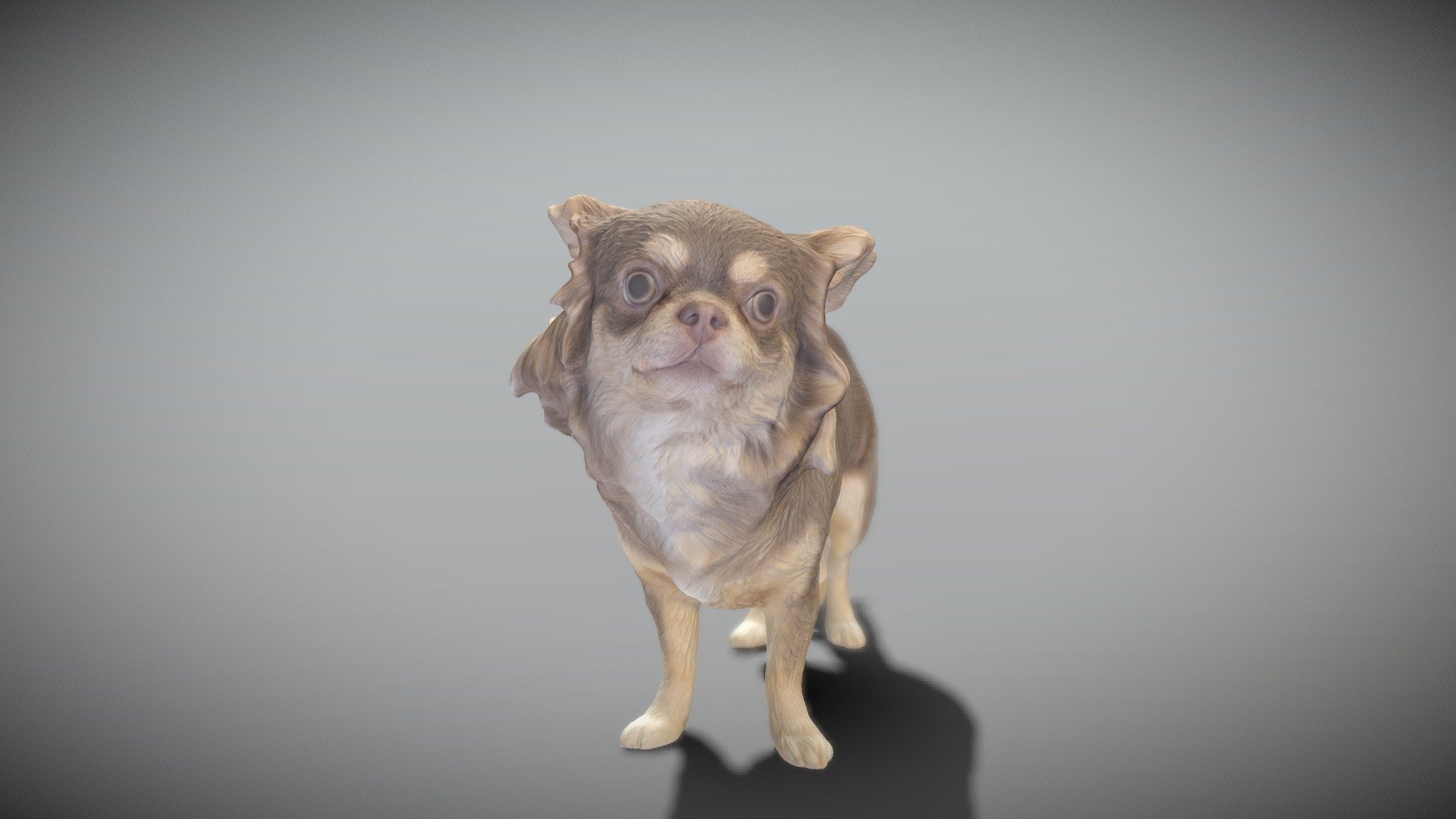 This is a true sized and highly detailed model of a young charming Сhihuahua dog. It will add life and coziness to any architectural visualisation of houses, playgrounds, parques, urban landscapes, etc.

The product is ready both for immediate use in architectural visualisations, or further render and detailed sculpting in Zbrush.

Technical specifications:




digital double 3d scan model

150k &amp; 30k triangles | double triangulated

high-poly model (.ztl tool with 4-5 subdivisions) clean and retopologized automatically via ZRemesher

sufficiently clean

PBR textures 8K resolution: Diffuse, Normal, Specular maps

non-overlapping UV map

no extra plugins are required for this model

Download package includes a Cinema 4D project file with Redshift shader, OBJ, FBX, STL files, which are applicable for 3ds Max, Maya, Unreal Engine, Unity, Blender, etc. All the textures you will find in the “Tex” folder, included into the main archive.

3D EVERYTHING

Stand with Ukraine! - Сhihuahua dog 24 - Buy Royalty Free 3D model by deep3dstudio 3d model
