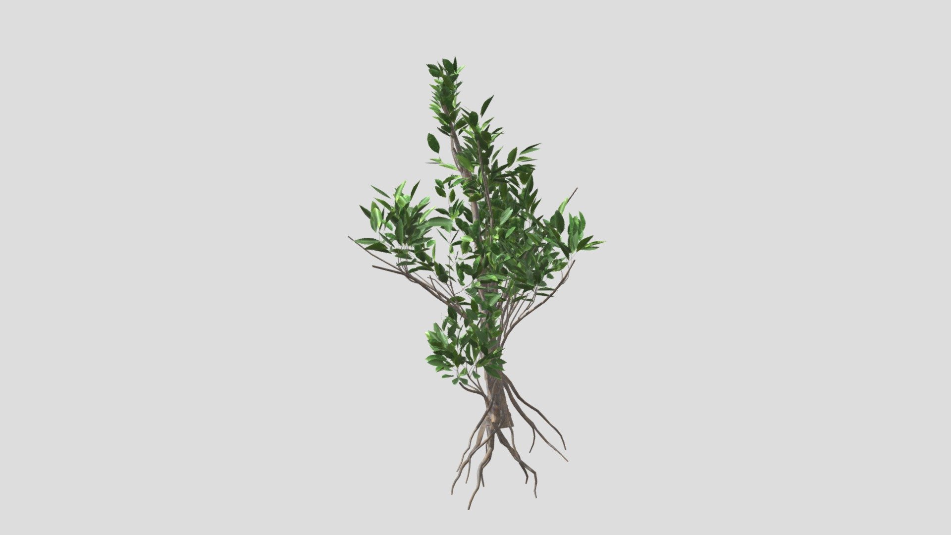 GOBOTREE

A high quality 3d model of a mangrove bush D (Rhizophora mangle).

| Model dimensions : 0.17m0.13m0.229m

| Mesh details â€“ 20356 faces , 15301 vertices

| It comes with PBR ready textures - Diffuse, Albedo, AO, Metalness /Specular, Normal, Roughness maps. Other formats available upon request.

| Formats 3ds max 2015 with a Vray materials FBX OBJ

Object suitable for architectural and landscape visualisations and presentations. Please let us know, if we can improve our models or if you need us to adapt to specific needs!

We take custom orders for specific species!

Find more assets on Gobotree.com! - GTV mangrove bush D - Buy Royalty Free 3D model by Gobotree-3D-Assets 3d model