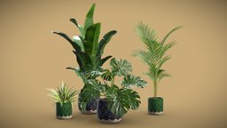Indoor Plants Pack 32 pot, tropical, palm, indoor, exotic, potted, palmtree, chlorophytum, monstera, reginae, strelitzia, areca, interior, swisscheese, deliciosa
