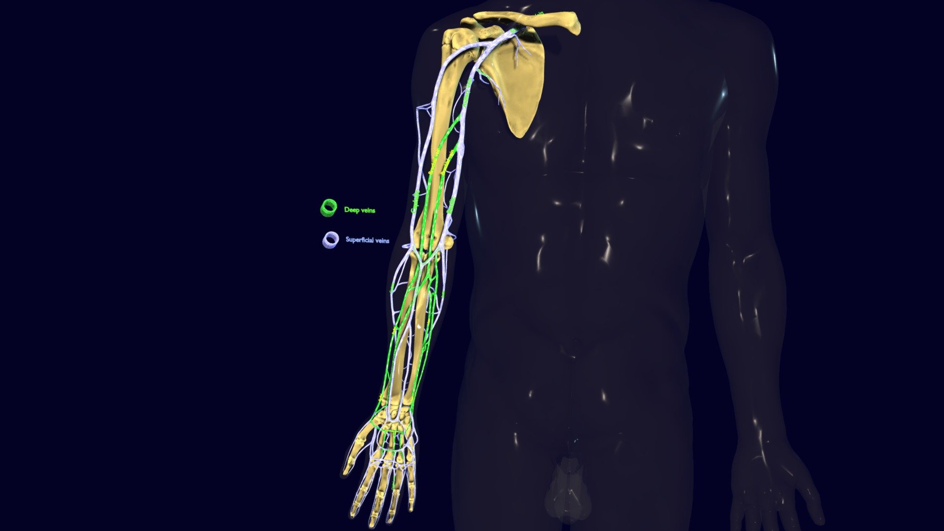 A blend file model of 1:1 scale with three group of meshes i.e. skin, bones and veins. The venous drainage of upper limb is anatomically precise and labelled. The labels are well placed in approximity to the respective veins to avoid any confusion. Zooming within the model displays the smaller sized labels as well. The deep veins have been shaded green to differentiate them from superficial veins in blue. The materials are UV textures and normals which are non overlapping. Model for medical schools and colleges 3d model
