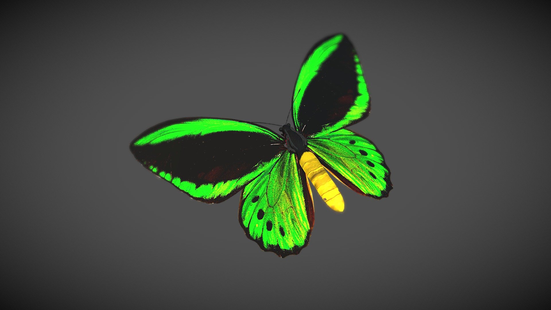 A butterfly model made for our VR project, Lepidoptera https://store.steampowered.com/app/2491860/Lepidoptera/?beta=0. It is a derivative of https://commons.wikimedia.org/wiki/File:Troides.priamus.jpg by Sarefo, CC BY-SA 3.0 http://creativecommons.org/licenses/by-sa/3.0/, via Wikimedia Commons 3d model