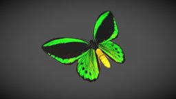 Cairns Birdwing insect, bug, animals, butterfly, vr, bugs, insects, butterflies, lepidoptera, birdwing, cairns, blender, animal