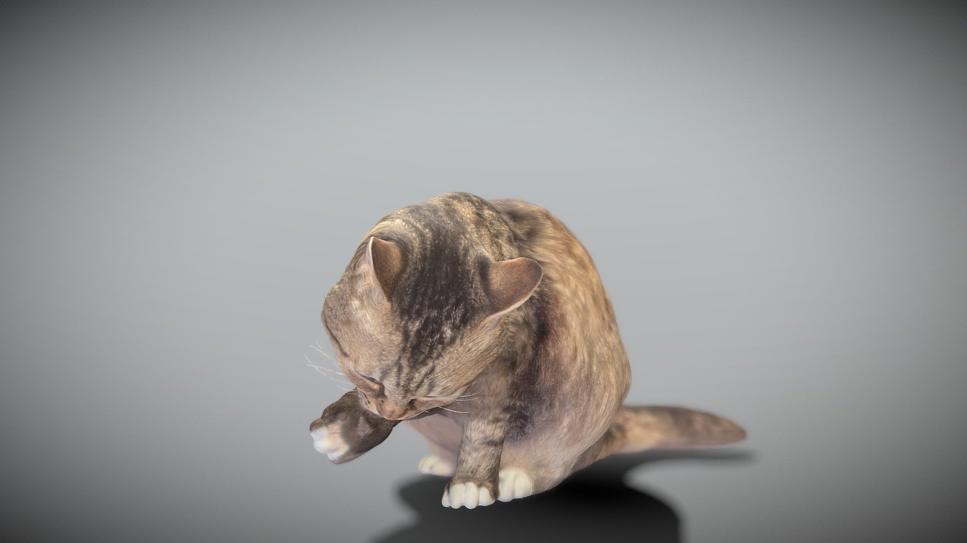 This is a true sized and highly detailed model of a young charming fluffy cat. It will add life and coziness to any architectural visualisation of houses, playgrounds, parques, urban landscapes, etc. This model is suitable for game engine integration, VR/AR content, etc.

Technical specifications:




digital double 3d scan model

150k &amp; 30k triangles | double triangulated

high-poly model (.ztl tool with 5 subdivisions) clean and retopologized automatically via ZRemesher

sufficiently clean

PBR textures 8K resolution: Diffuse, Normal, Specular maps

non-overlapping UV map

no extra plugins are required for this model

Download package includes a Cinema 4D project file with Redshift shader, OBJ, FBX, STL files, which are applicable for 3ds Max, Maya, Unreal Engine, Unity, Blender, etc. All the textures you will find in the “Tex” folder, included into the main archive.

3D EVERYTHING

Stand with Ukraine! - Fluffy cat licking itself 34 - Buy Royalty Free 3D model by deep3dstudio 3d model