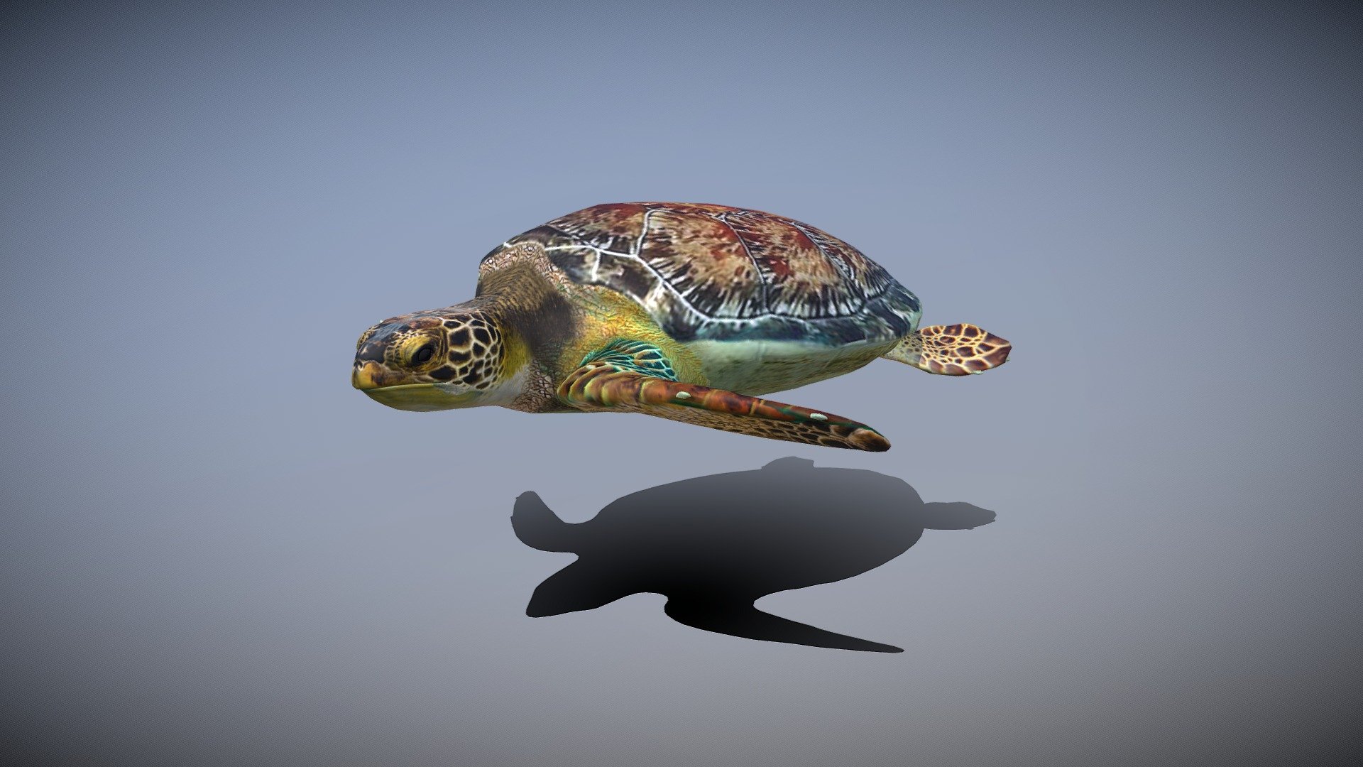3d low-poly model
made in Blender 2.81
rigged and animated with meta-rig shark - sea turtle - Buy Royalty Free 3D model by pinotoon 3d model