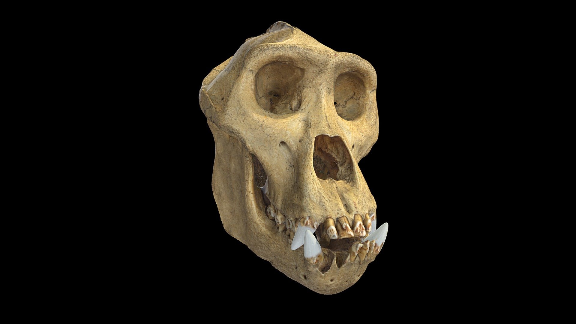 Gorilla skull (photogrammetry) - Gorilla skull - Buy Royalty Free 3D model by LZ Creation (@jmch) 3d model
