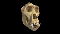 Gorilla skull bone, gorilla, lzcreation, photogrammetry, skull