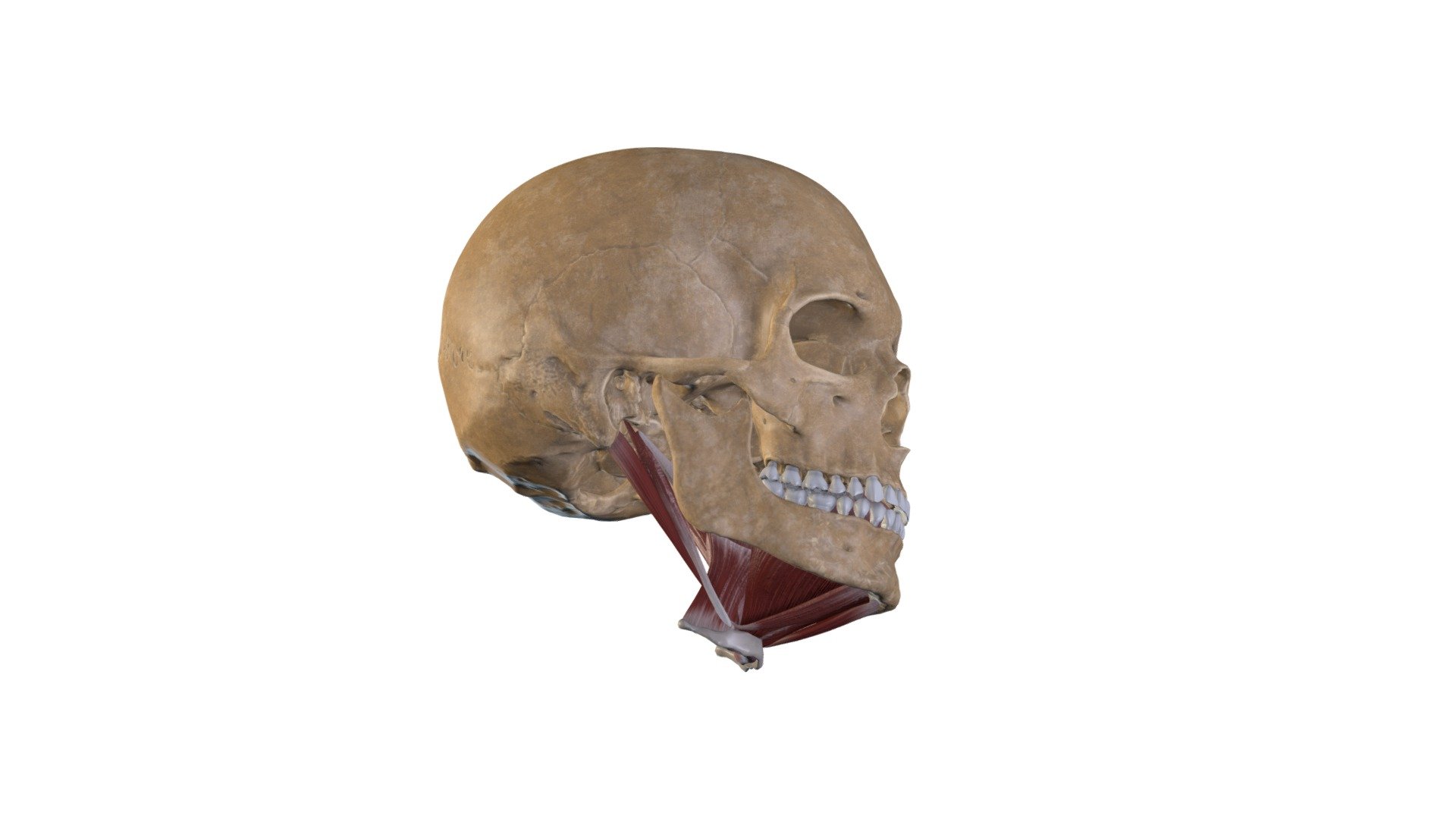 Muskuļi virs mēles kaula - 3D model by Anatomy Next (@a4s) 3d model