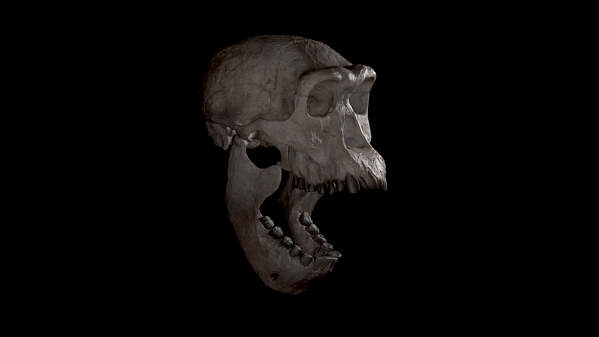 Skull of Homo Erectus Dmanisi - 3D model by EMARTARE 3d model