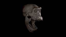 Skull of Homo Erectus Dmanisi monkey, homo, primate, erectus, dmanisi