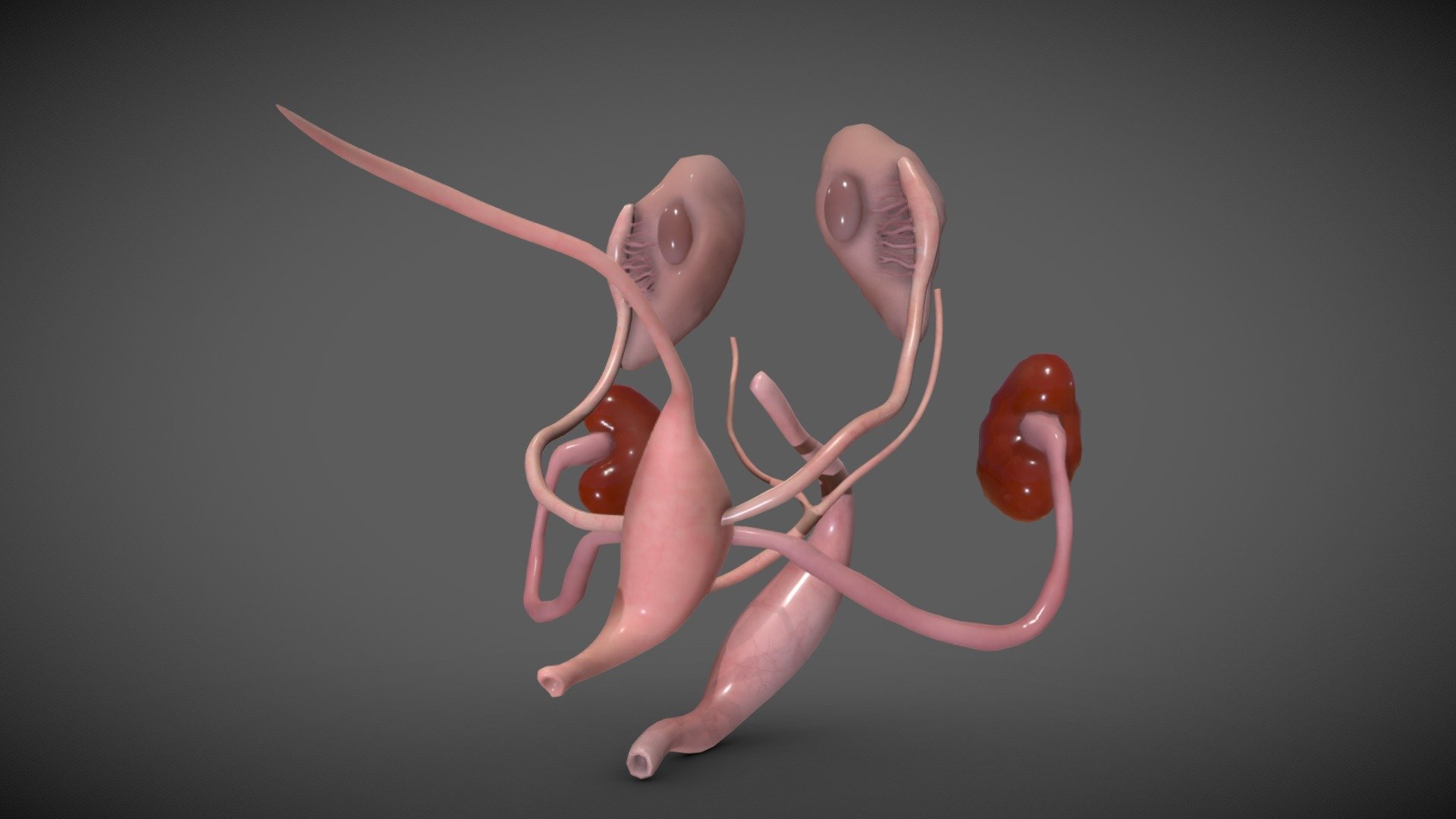 The  reproductive system provides several functions. The ovaries produce the egg cells, called the ova or oocytes. The oocytes are then transported to the fallopian tube where fertilization by a sperm may occur. The fertilized egg then moves to the uterus, where the uterine lining has thickened in response to the normal hormones of the reproductive cycle. Once in the uterus, the fertilized egg can implant into thickened uterine lining and continue to develop. If implantation does not take place, the uterine lining is shed as menstrual flow. In addition, the female reproductive system produces female sex hormones that maintain the reproductive cycle.

This model provides an accurate 3D representation of Week eight (week 8) fetus female reproductive system.
References:
1-anatomy of human embryo electron microscope ( 1st Edition ) .
2-Netters atals of human embryology (Updated Edition) 3d model