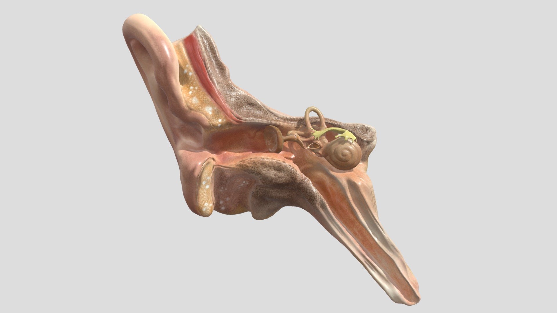 Character medical anatomy ear 3D model - Character medical anatomy ear 3D model - Buy Royalty Free 3D model by Jackey&Design (@1394725324zhang) 3d model