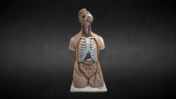 Replica del tronco / Trunk replica anatomy, trunk, lungs, anatomia, pulmones, tronco, anatomia3d, 3danatomy, intestinos