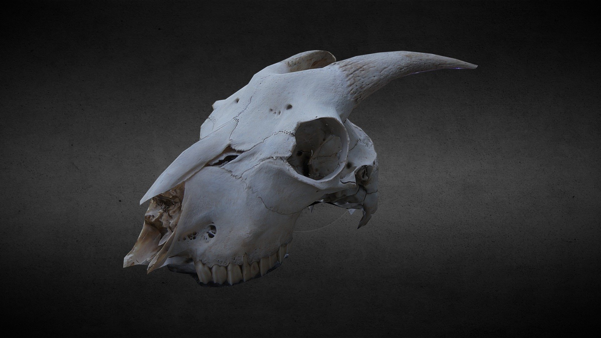 This is a photoscan of a goat skull done in Agisoft Photoscan and Blender - Goat Skull Photogrammetry Test - 3D model by DanielleTyler 3d model