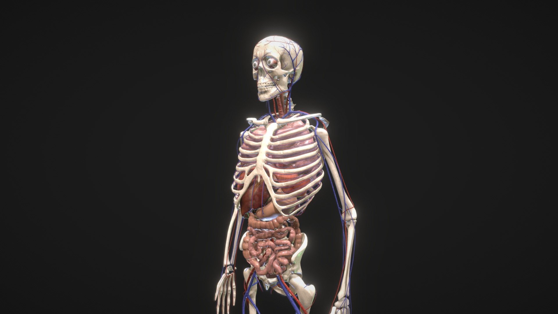 Low Poly animated human body with PBR textures (AR/VR ready).

The model includes:
1. Animated Skeleton 
2. Human Brain
3. Animated Digestive System
4. Animated Lungs
5. Animated Heart
6. Diafragma
7. Urinary System
8. Liver
9. Gallbladder
10. Human Eyes
11. Animated Circulatory System

All parts are detachable 3d model