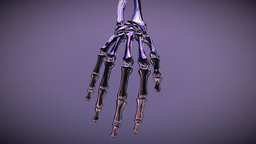 Human Hand Skeleton skeleton, silver, human, hand, bones