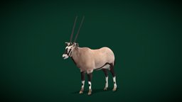 Oryx Gemsbok Antelope (LowPoly) animals, creatures, wild, mammal, ar, nature, antelope, wildlife, game-asset, oryx, gemsbok, lowpoly, nyilonelycompany, noai, oryxes, anyimal, blender-addon