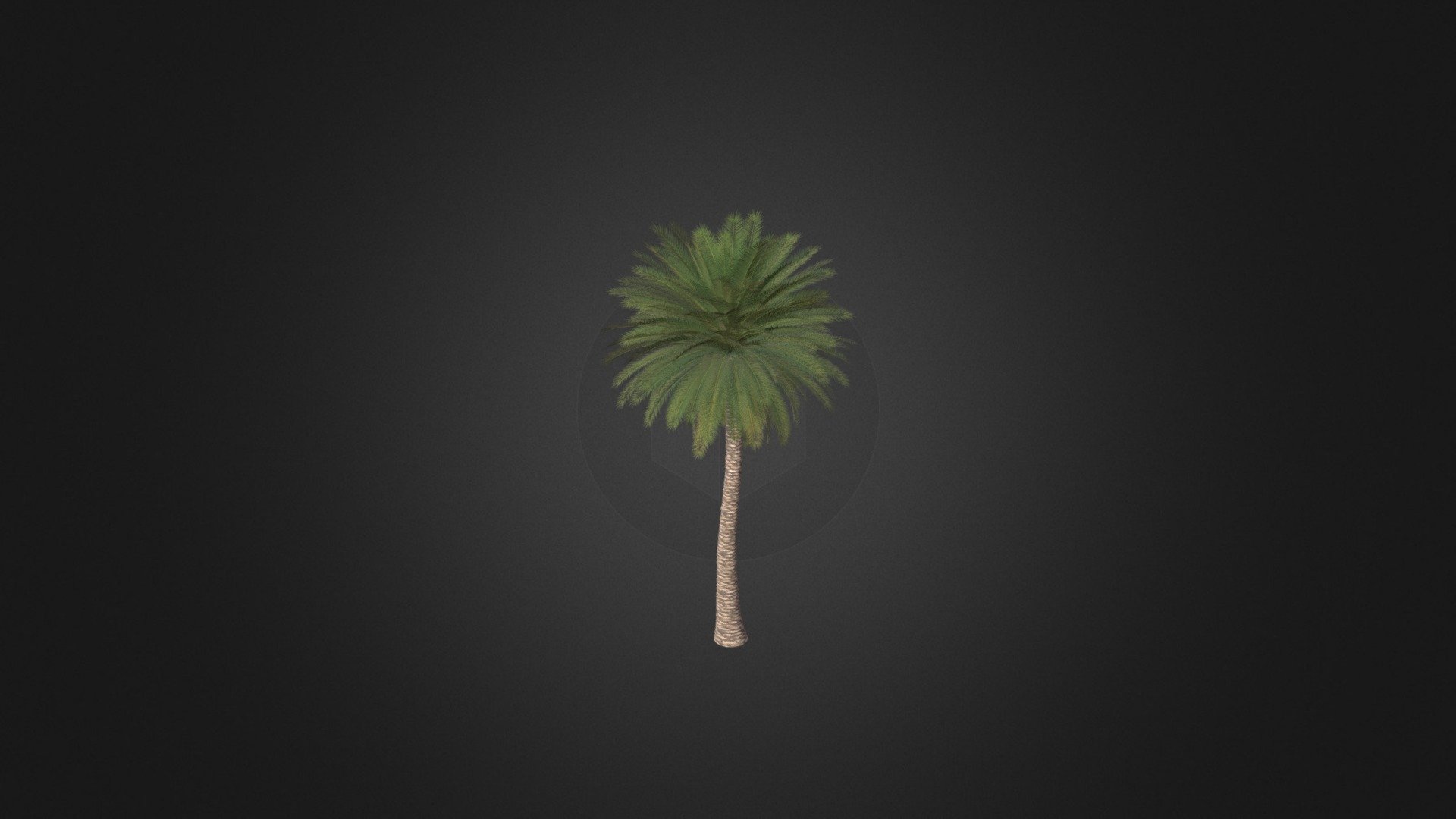 Canary Island Date Palm - Canary Island Date Palm - Buy Royalty Free 3D model by cgaxis 3d model
