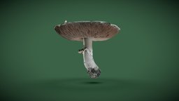 White mushroom fungus, 3d-scan, reconstruction, game-ready, forrest, fungi, optimized, mycelium, low-poly, photogrammetry, asset, lowpoly, wood, pilei