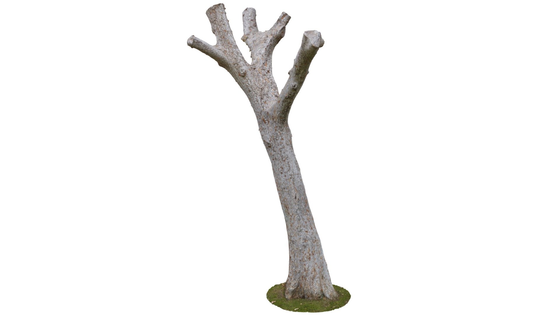 Highly detailed 3D model of a tree

Photo-scanned using 87 images

Processed in Reality Capture

Modeled in Maya and ZBrush



Size: X:265.5cm x Y:541cm x Z:253.5cm

Centered on X,Y,Z axis - Dion Branch - Buy Royalty Free 3D model by POP417 3d model