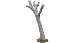 Dion Branch tree, base, landscape, branches, vegetation, trunk, nature, forrest, photogrammetry, wood