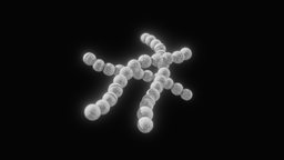 Streptococcus Pyogenes Bacteria