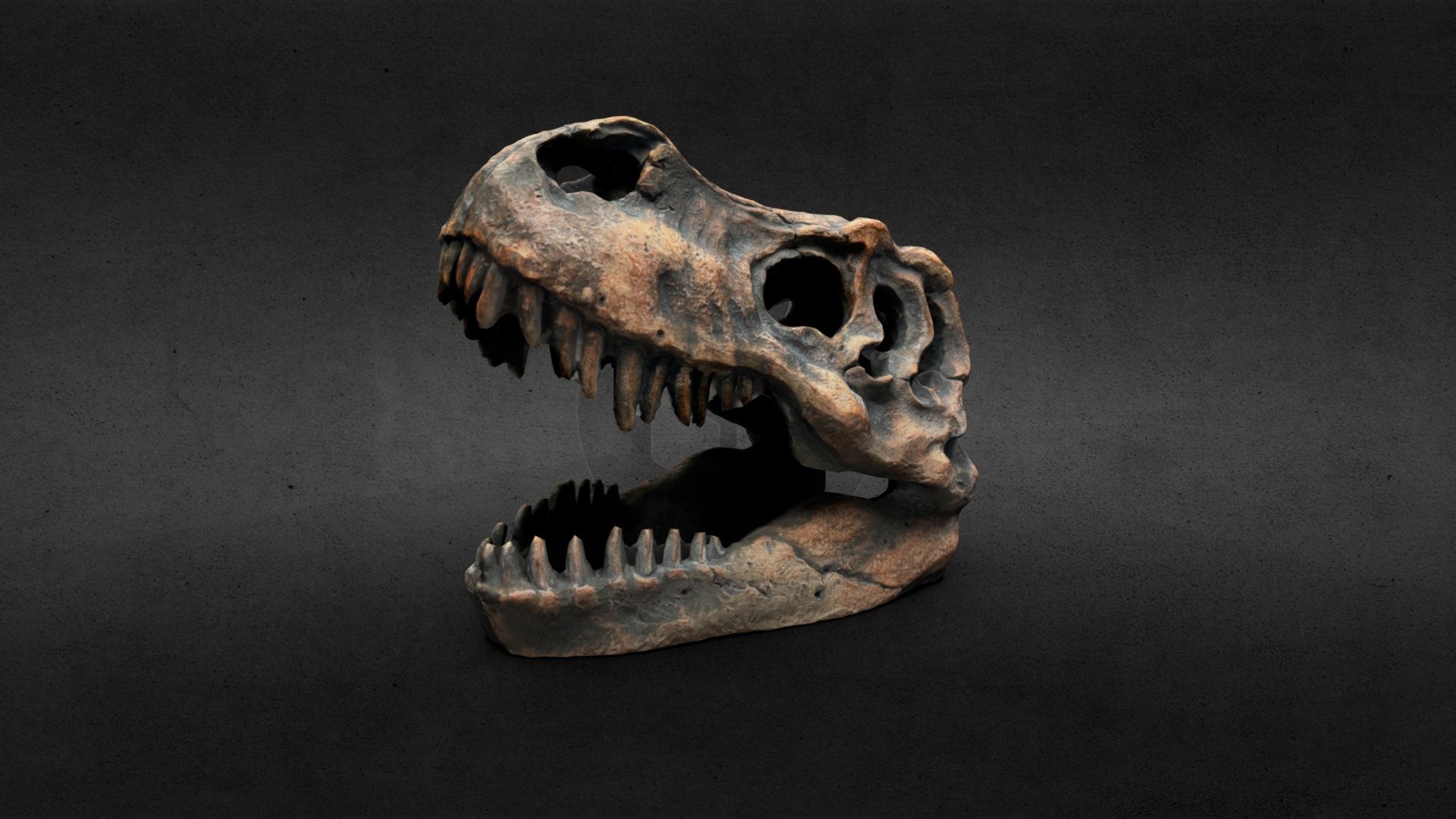 3D scan of a T-Rex Dinosaur Head Skull Figurine - T-Rex Dinosaur Skull Scan - 3D model by metatrox 3d model