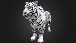 White Tiger cat, tiger, white, cats, downloadable, tigers, bigcat, whitehair, rigged-character, downloadable-model, rigged-and-animation, download-tiger-3d-model, download-white-tiger-3d-model