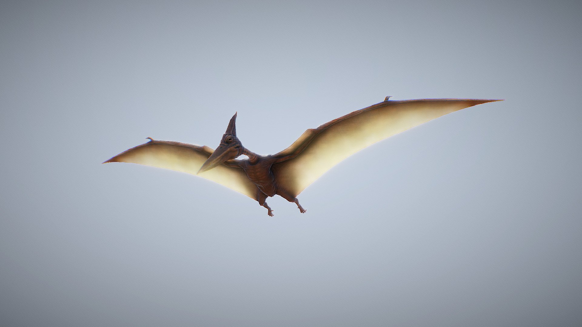 An Awesome Pterodactyle with animations for your games
Including Diffuse , normal , Roughness, Thickness &amp; SSS maps
7 Animations:
1. Idle 
2. Idle Shaking the Head
3. Walking
4. Walking as a Bat
5. Flying falping wings
6. Hovering
7. Hovering looking around - Animated Pterodactyle (Game Ready) - Buy Royalty Free 3D model by BlackantMaster 3d model