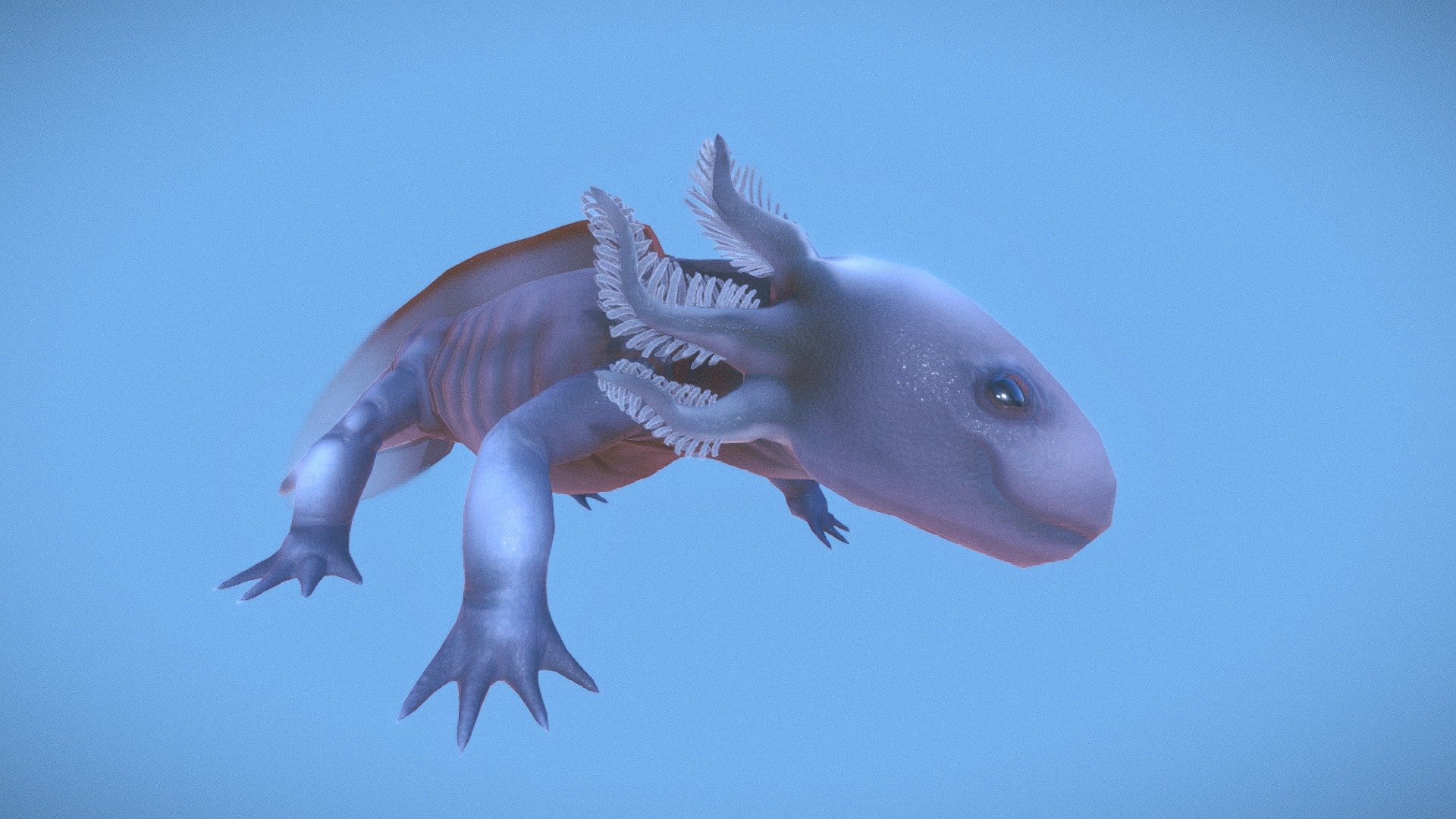 i love axolotls they are such odd creatures and i really was inspired to create one myself since i cant own a real one yet.
Meet Axle - Axle the Axolotl - 3D model by Georgia.Perry 3d model
