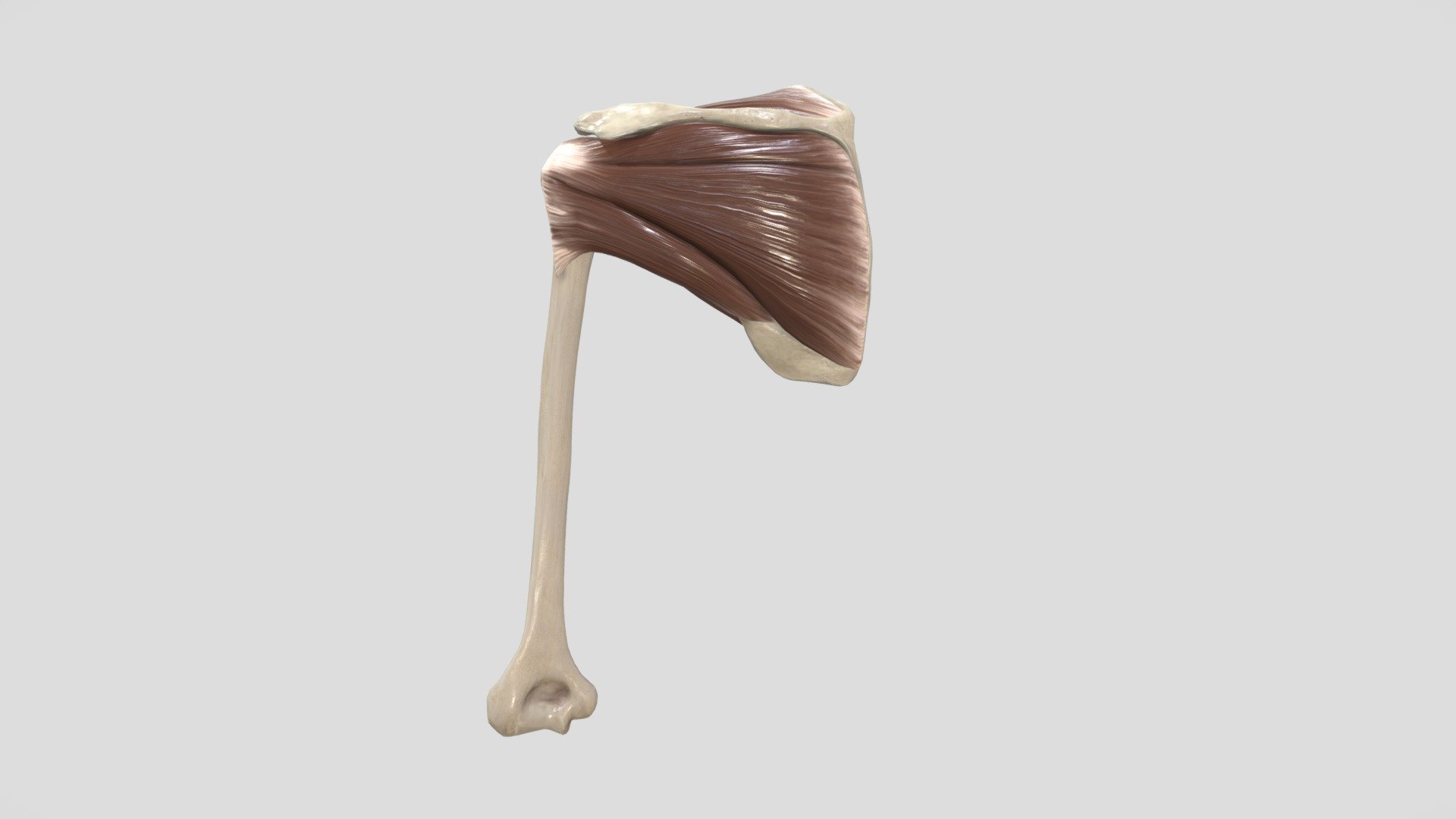 Rotator Cuff - 3D model by Anatomy Next (@a4s) 3d model